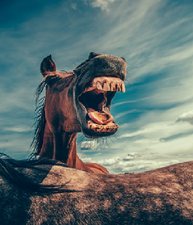 An angry horse in the sun