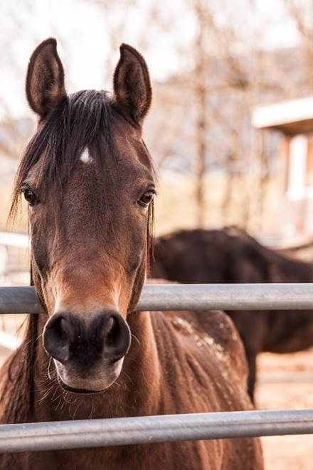 A horse with flared up nostrils