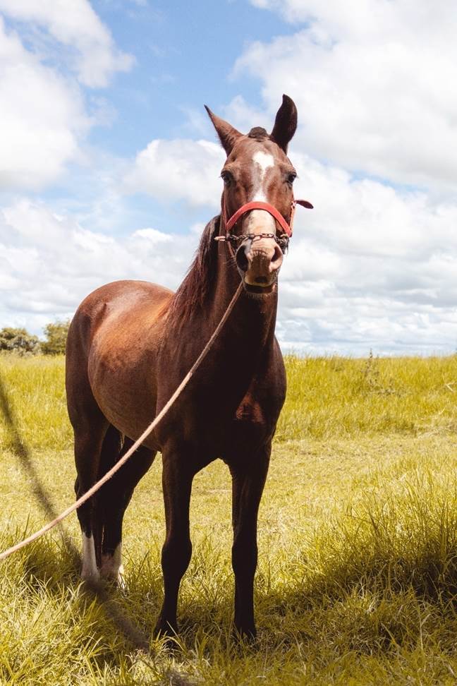 A horse out on the field in the sun