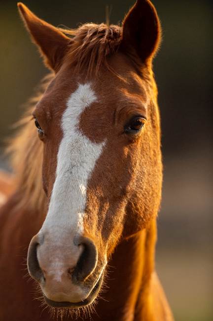 A horse in the sun