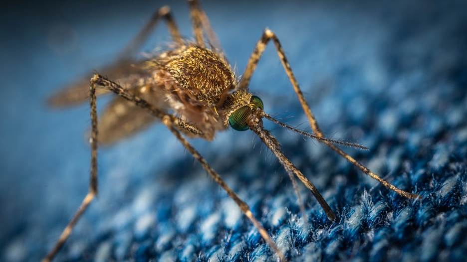 A brown mosquito