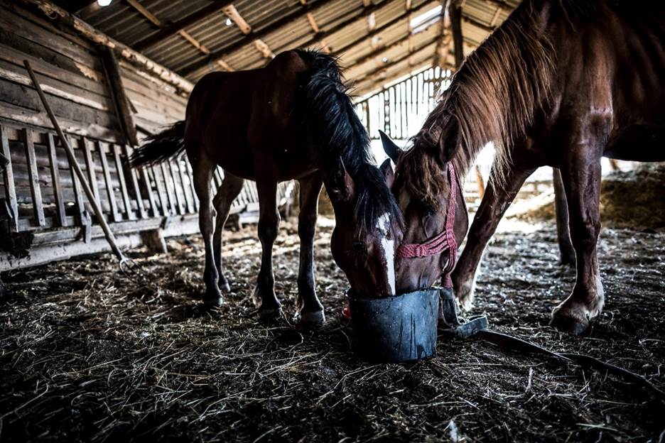 Two horses with their mouths stuffed in a bucket trying to eat